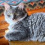 Library cat Violet, of the Mystic and Noank Library, Mystic, Connecticut