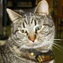 Library cat Stacks, New Castle Public Library, New Castle, Pennsylvania