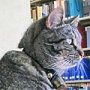 Library cat Stacks, New Castle Public Library, New Castle, PA, USA