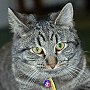 Library cat Stacks, New Castle Public Library, New Castle, Pennsylvania