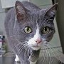 Museum cat Percy Katz on patrol - Joplin, Missouri