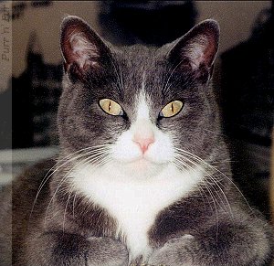 Percy Katz, feline greeter at the Joplin Museum Complex, Joplin, Missouri, USA