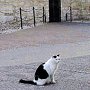 CC the cat outside the Alamo, Texas