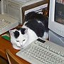 CC takes a break from the computer - Alamo cat, Texas