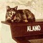 Ruby LeGato of the Alamo, San Antonio, TX