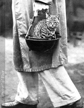 Cat in helmet