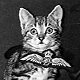 Aircrew, kitten mascot of Cressy flying training school, Australia, 1943 - click to enlarge