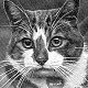 Andrew of the Allied Forces Mascot Club, 1940s - click to enlarge