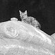 Wharf cat in Haifa, December 1940 - click to enlarge