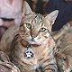 Pfc Hammer, the cat rescued from Iraq