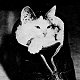 Jinx, mascot of a military base in Texas, 1940s - click to enlarge