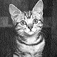 Pyro the air cat who flew with military photographer Bob Bird in WW2
