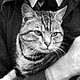 Pyro the WW2 air cat, who in 2011 received a posthumous commendation from the PDSA