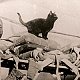 Sinbad on the parachute stack - click to enlarge