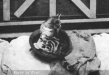 Wartime cat in helmet