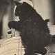 HMS Barham's's kitten