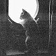HMS Belfast's kitten - click to enlarge