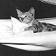 HMS Eagle's kitten in his hammock, 1945 (copyright IWM, used with permission) - click to enlarge