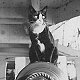 Fishcakes, ship's cat on board HMS Hood