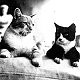 Ginger and Fishcakes on board HMS Hood - click to enlarge