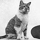 Ginger aboard HMS Hood, probably 1930s