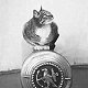 Ginger, ship's cat of HMS Hood