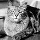 Ship's mascot Togo of the battleship Irresistible