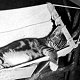 Ship's cat of WW2 landing craft HMAS Kanimbla - click to enlarge