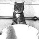 Chief Baker's cat, HMS London