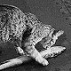 Minnie the Marine's cat, HMS London