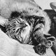 US Coastguard LST cat 'Tarawa' in relaxed mood - click to enlarge