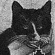 Sooty RN, Ship's Cat First Class of HM Tank Landing Craft No. 5, 1942