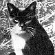 Susan, of landing craft T166, present at D-Day in 1944 - click to enlarge