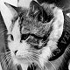 Ship's cat of HMS Vernon, with his smart regulation collar - click to enlarge