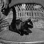 USS Vixen ship's cat Miss Vixen