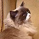 Matilda III, hotel cat at the Algonquin, New York City
