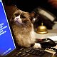Matilda III, hotel cat at the desk of the Algonquin, New York City