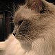 Matilda II, hotel cat at the Algonquin, New York City
