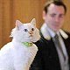 Fa-Raon, resident cat of the Hotel le Bristol, Paris, France