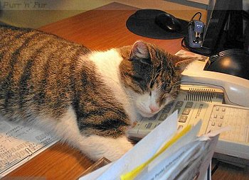 Municipal office cat Chester, of Szczecin, Poland