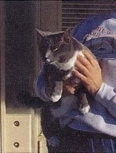 Misty, Secret Agent cat from the USA