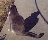 American secret agent cat Misty