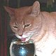 Mayor Stubbs taking his daily catnip drink