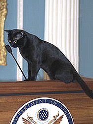 Colin the cat on the podium