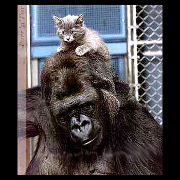 Pinecam.com • View topic - Chimp raising white tigers