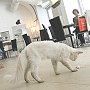 Cats at cat cafe Cafe Neko, Vienna, Austria