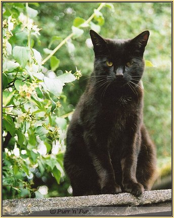 Tinker in the summer of 2011, the last photo taken of him
