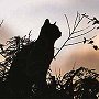 Tinks up a tree at sunset