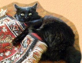 Our featured feline, Ragamuffin - read more about him at the foot of the page