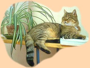 Chico, looking beautiful - read a little about him at the foot of the page
